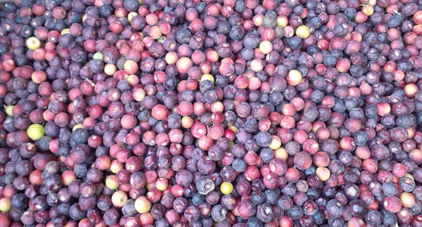 Fresh phalsa fruit and juice served as a natural cooling summer drink.