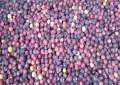 Grewia Asiatica (Phalsa): Refreshing natural summer fruit for healthy living
