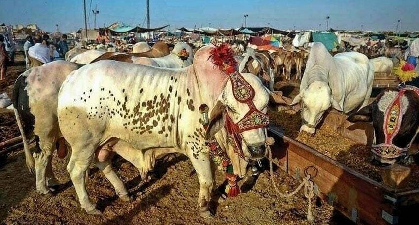 Eidul Azha safety