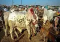 Congo virus threat rises ahead of Eidul Azha, experts issue warning