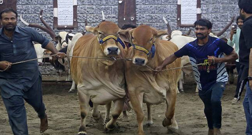 Eidul Azha slaughter charges
