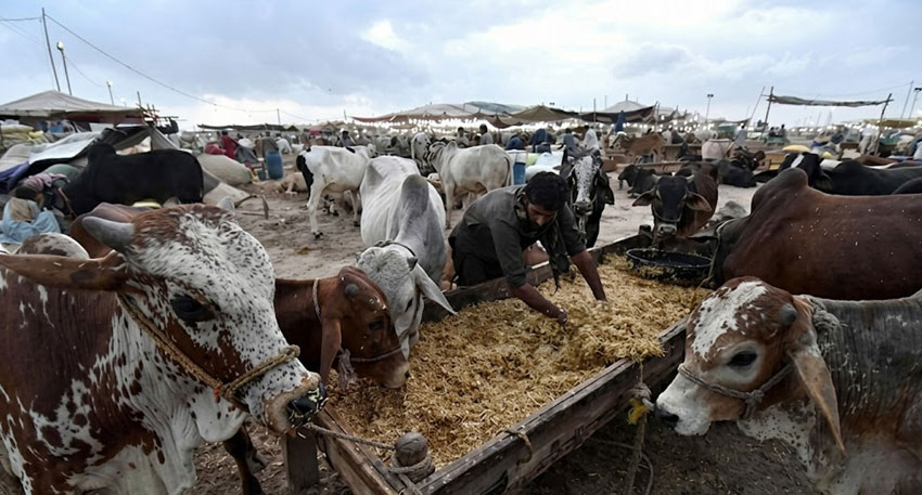 Eid ul Adha prayers echo across Pakistan as people pray for Iran and Palestine. File photo