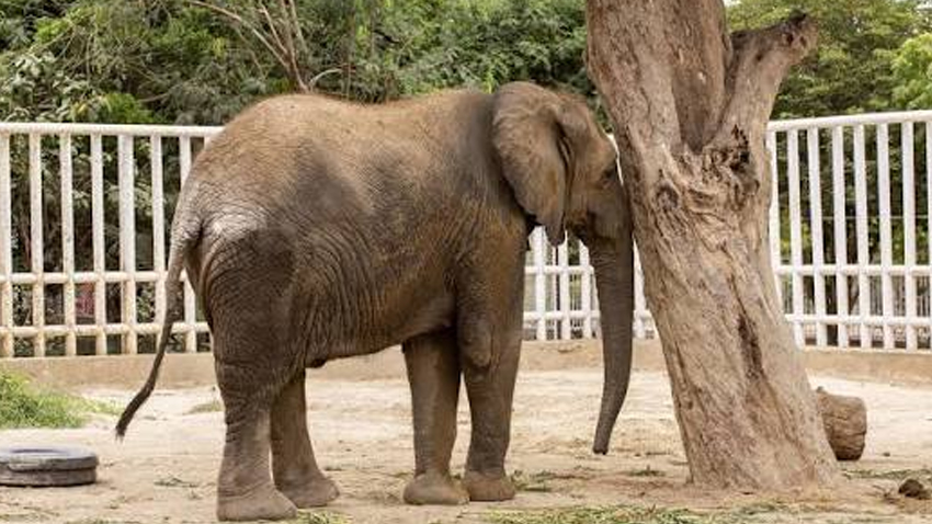 Sri Lankan veterinary experts are set to examine African elephant Madhubala in Karachi. File photo