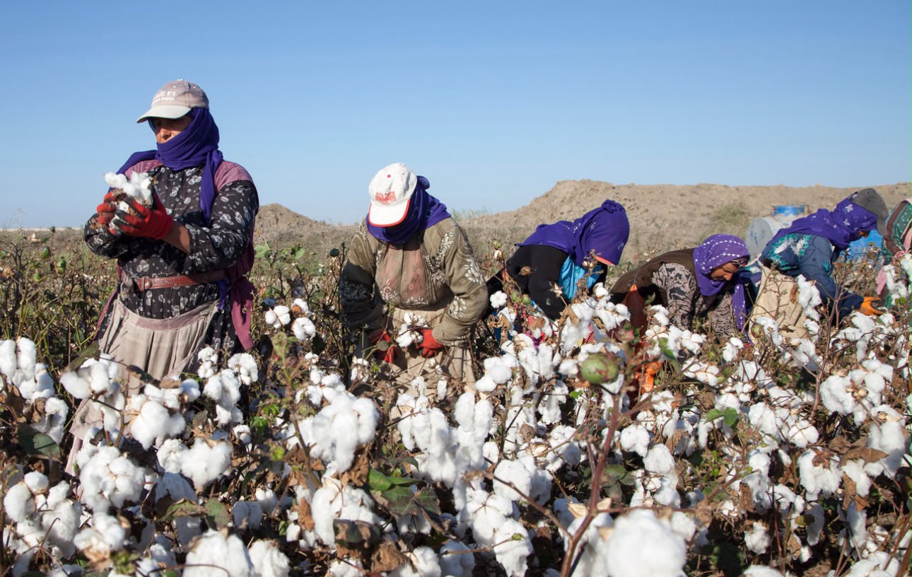 Pakistan may import up to 5 million cotton bales