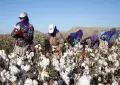 Pakistan may import up to 5 million cotton bales
