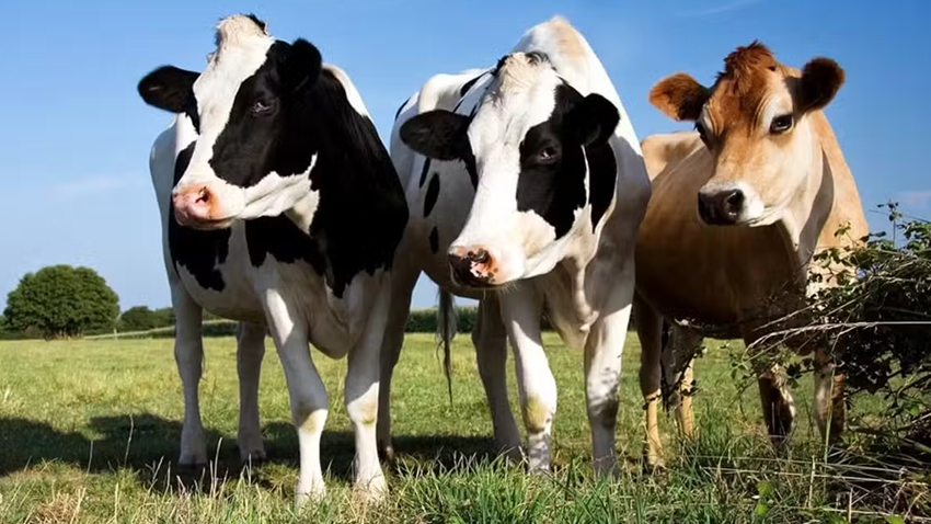 Punjab has approved the second phase of its free livestock scheme. File photo