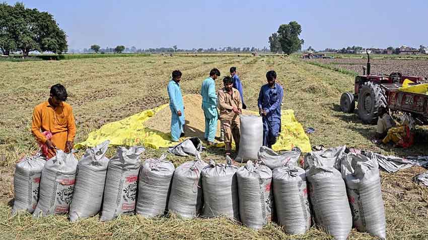 Pakistan’s Food Exports Rise 25 Percent. File photo