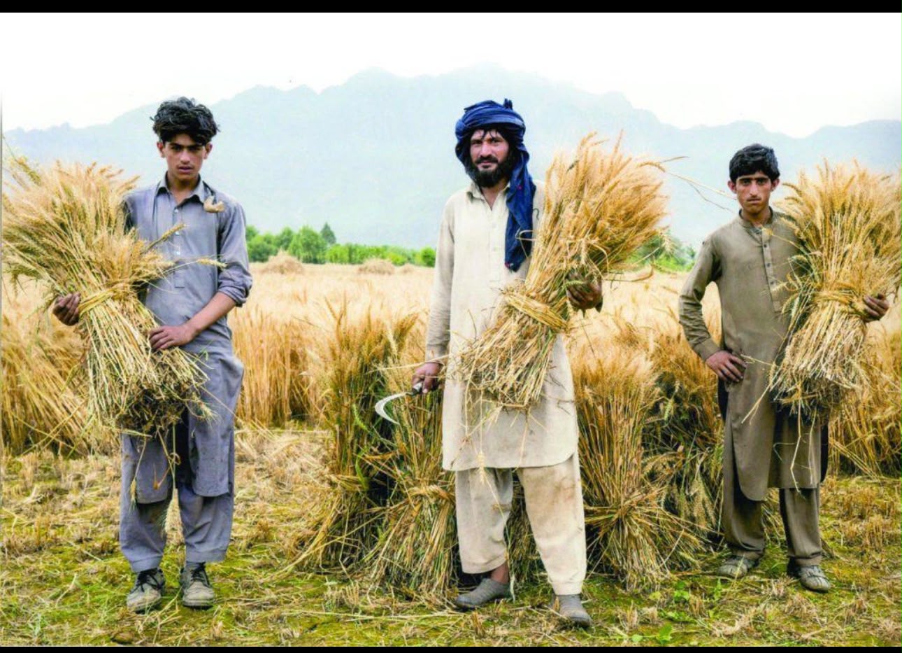 Farmers have staged demonstrations demanding a higher wheat support price. File photo