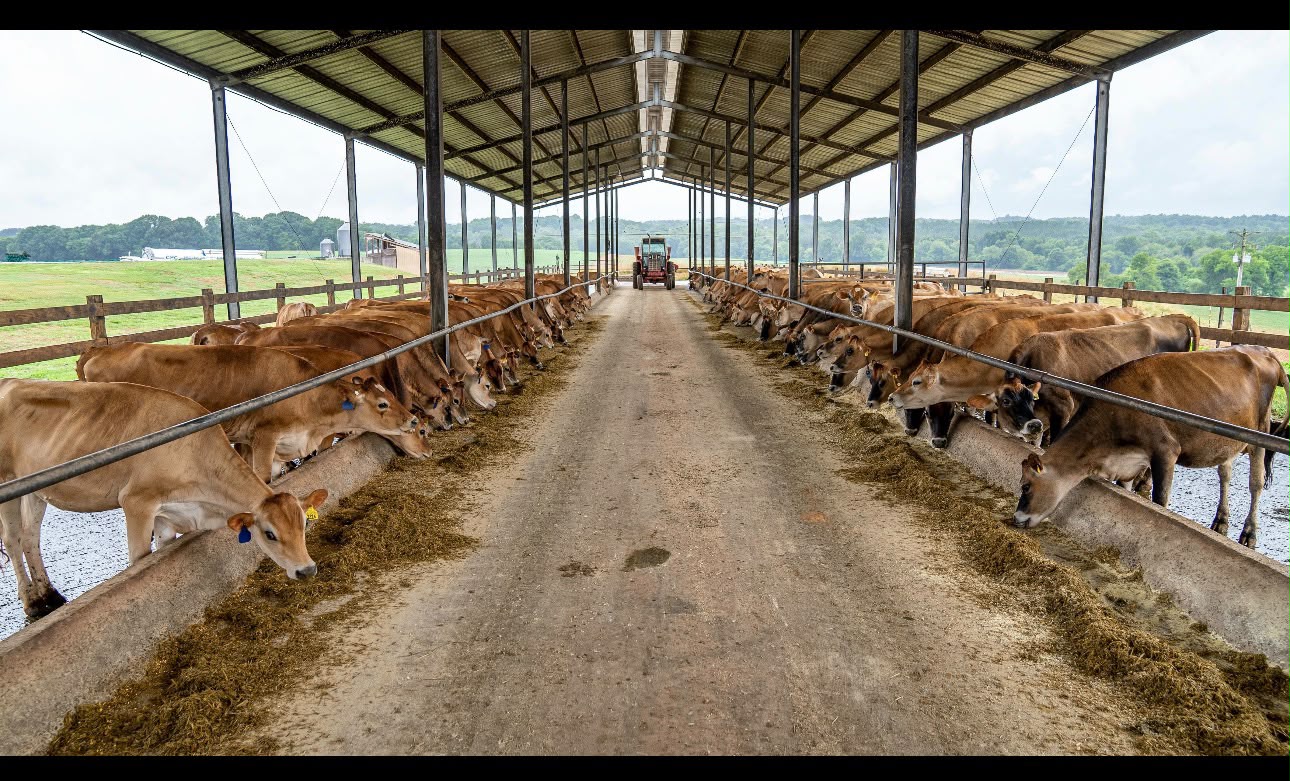 The Punjab government has attributed a 43 per cent increase in animal exports to its livestock card scheme. File photo