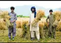 Punjab Farmers Demand Higher Wheat Support Price