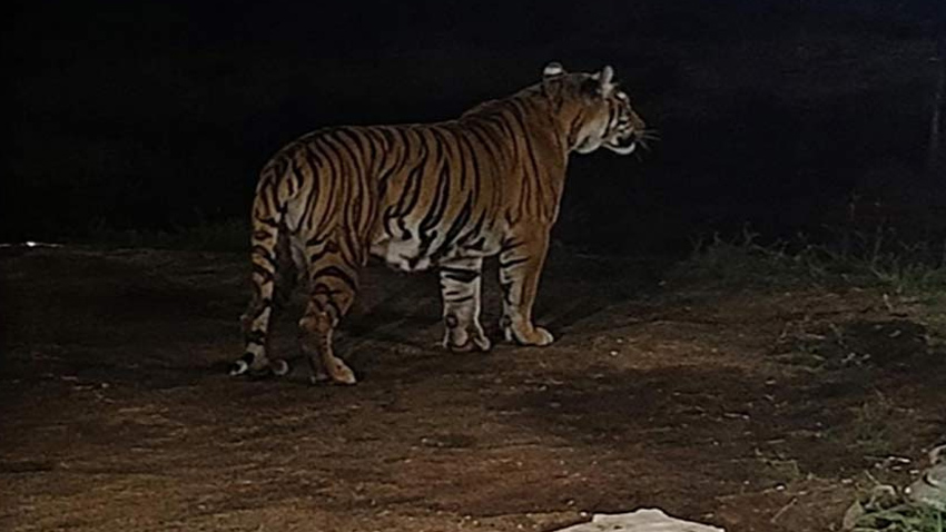 A Bengal tiger and two cubs are spotted in Gulberg Greens, Islamabad. File photo