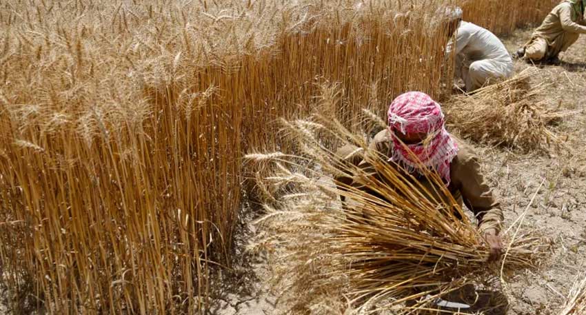 Punjab farmers to get up to Rs25,000 subsidy for super seeder use. File photo