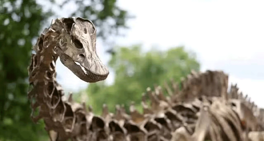 Spanish scientists identify Diplodocus fossils in Teruel