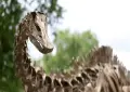 Spanish scientists uncover first evidence of Diplodocus in Europe