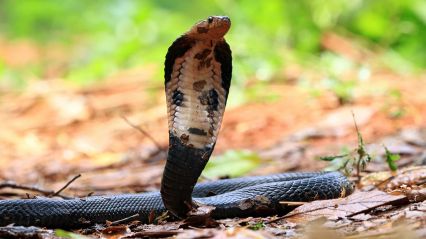 Punjab has recorded 1,060 snakebite cases and six deaths in 2026. File photo