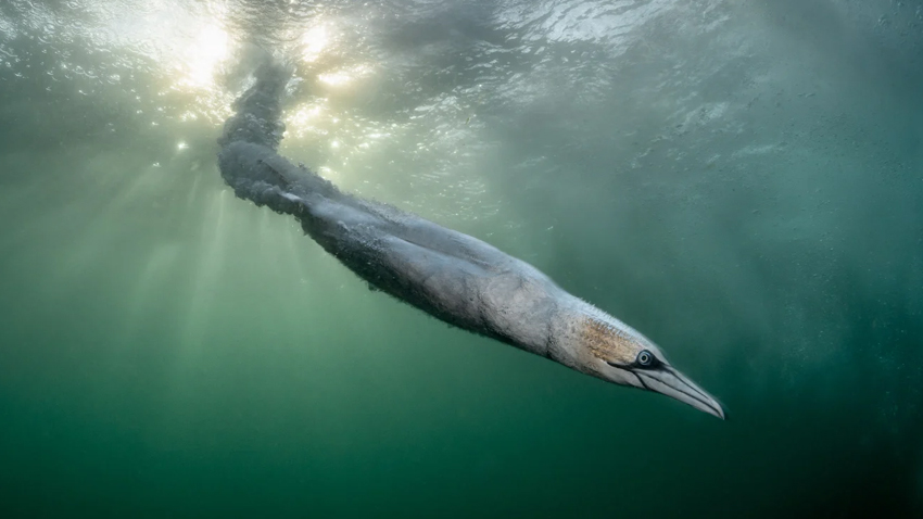 Gannet dive wins Bird Photographer of the Year 2026. File photo