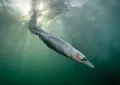 Stunning gannet dive captures Bird Photographer of the Year 2026
